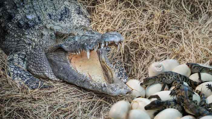 Размножение крокодилов