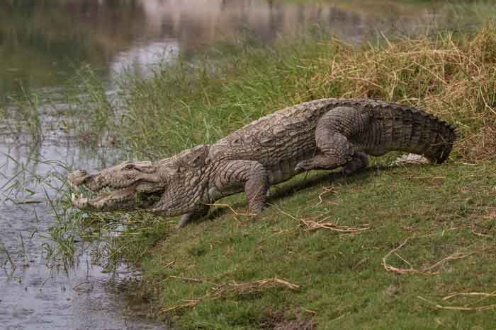 Крокодил возле воды