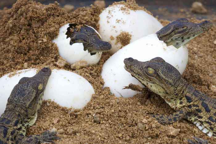 Крокодилы вылупляются из яиц