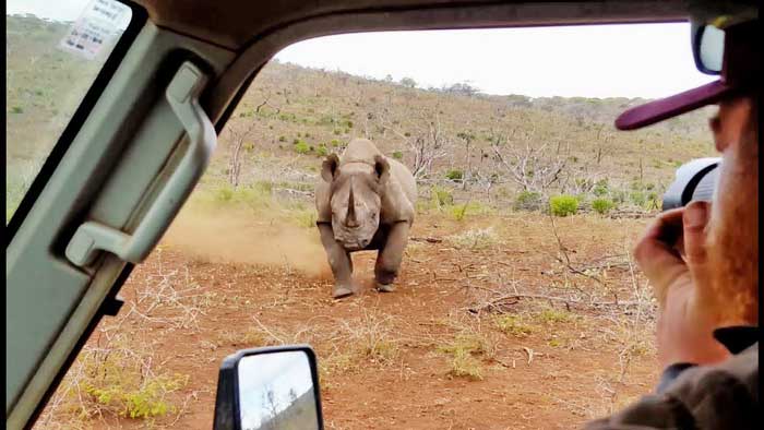 Носорог и человек в машине