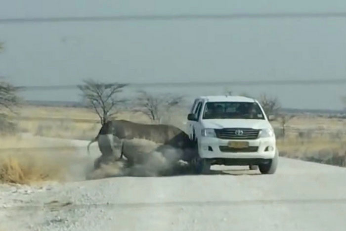 Носорог возле машины