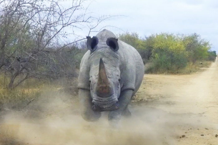 Носорог нападает