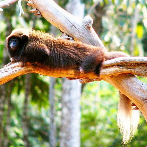 Перуанский прыгун отдыхает на дереве
