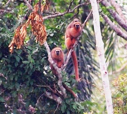 Семья перуанских прыгунов на дереве
