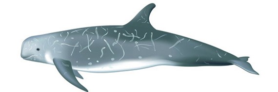 Рисунок серого дельфина