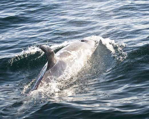 Серый дельфин у поверхности воды