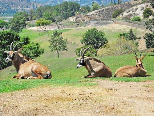 Лошадиные антилопы отдыхают