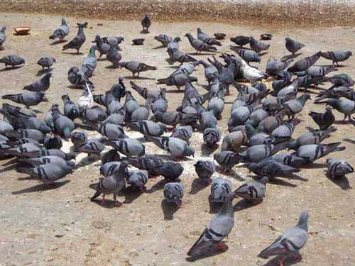 Стая сизых голубей кормится