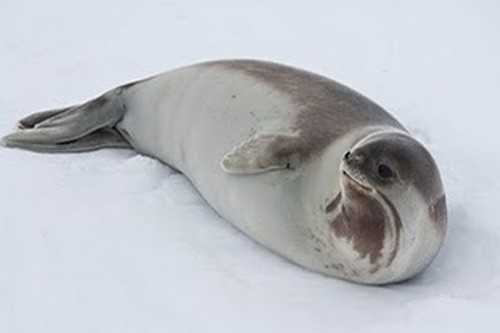 Тюлень Росса, фото