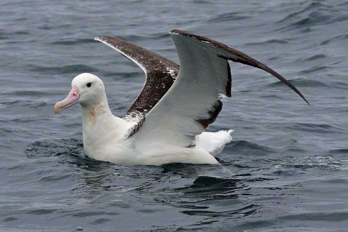Королевский альбатрос - внешний вид