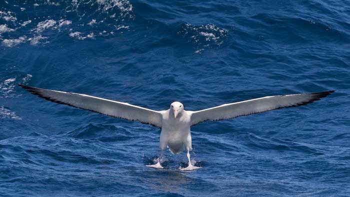 Королевский альбатрос взлетает с поверхности воды