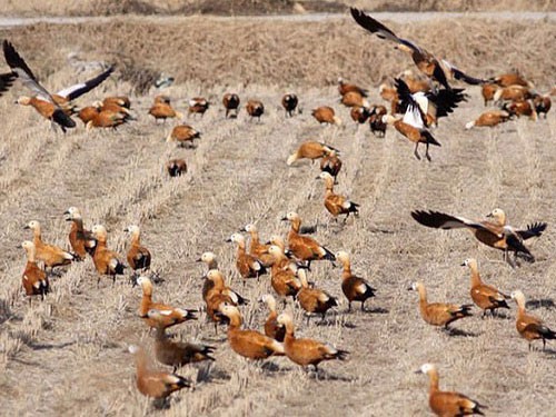 Красные утки кормятся на поле