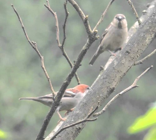 Самец и самка на дереве