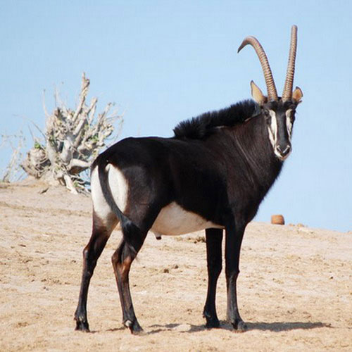 Внешний вид чёрной антилопы