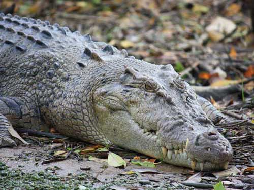 Морда гребнистого крокодила
