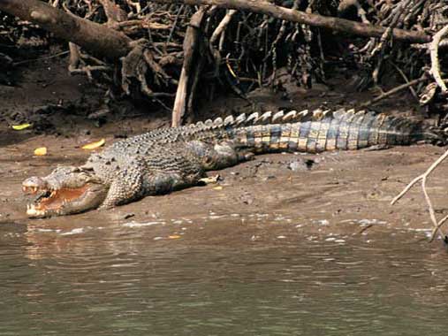 Внешний вид гребнистого крокодила