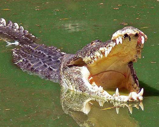 Открытая крокодилья пасть
