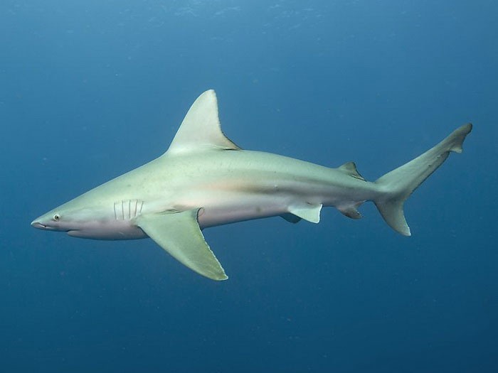 Серо-голубая акула - внешний вид