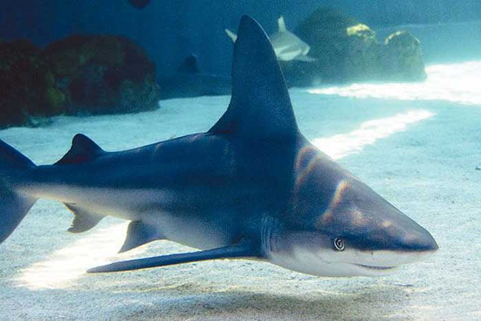 Серо-голубая акула у дна