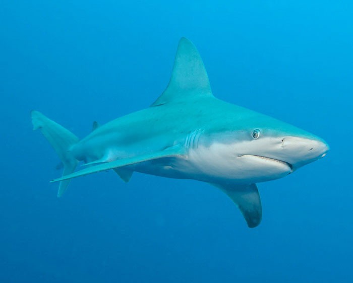 Серо-голубая акула в толще воды