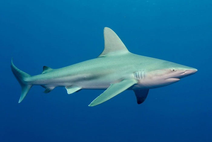 Серо-голубая акула - вид сбоку