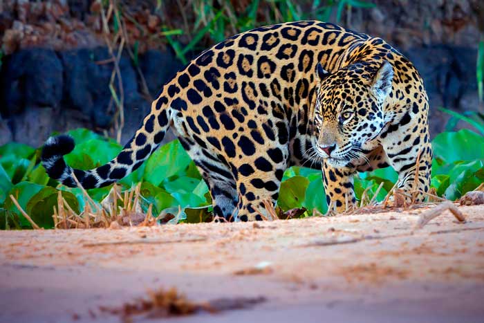 Сохранение ягуаров, фото