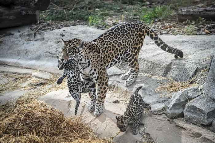 Самка ягуара с котятами