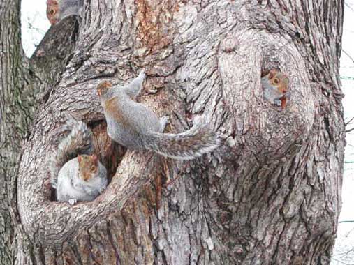 Самки устроили гнёзда в дуплах дерева