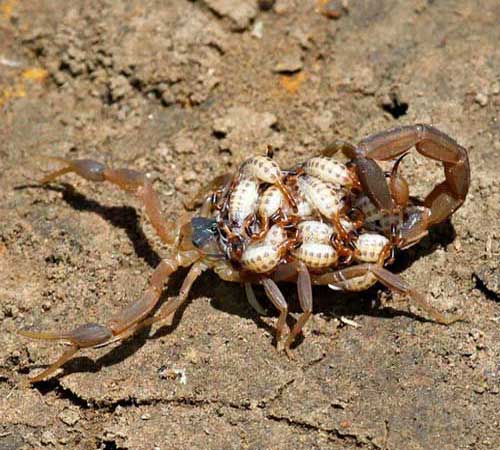 самка скорпиона с молодняком на спине