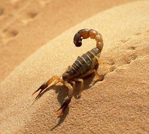 скорпион ползёт по песку