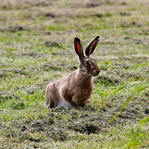 Кустарниковый заяц на траве