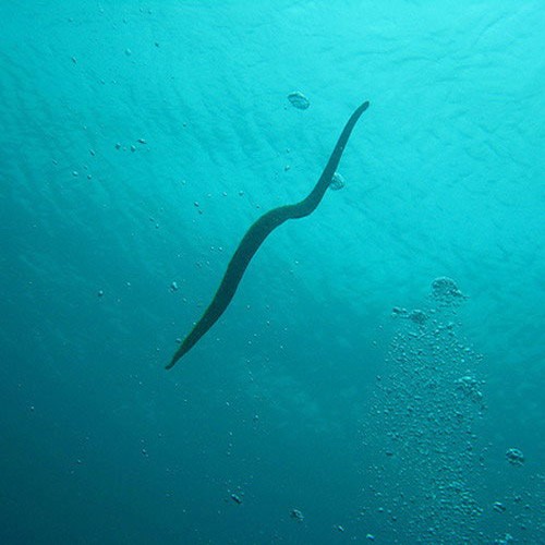 Морская змея в толще воды