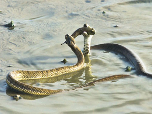 Две морские змеи поймали рыбу