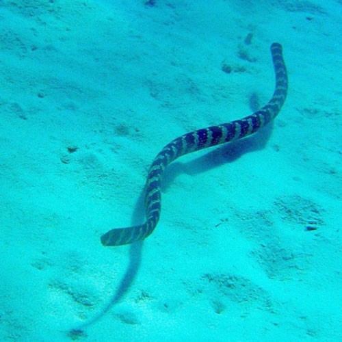 Морская змея у морского дна