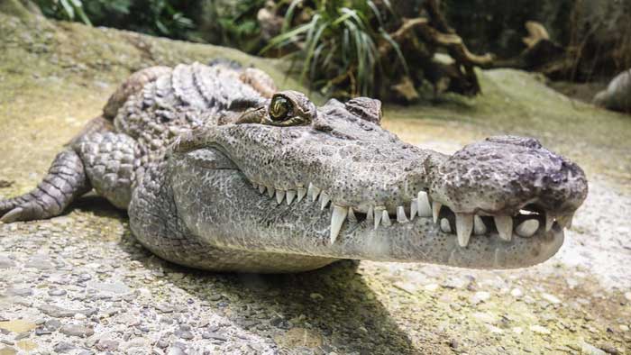 Органы чувств крокодилов