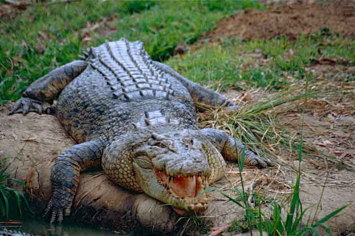 У крокодила хорошее обоняние