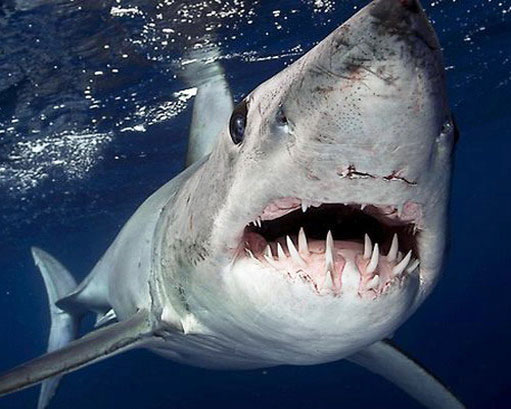 Фотография пасти акулы мако