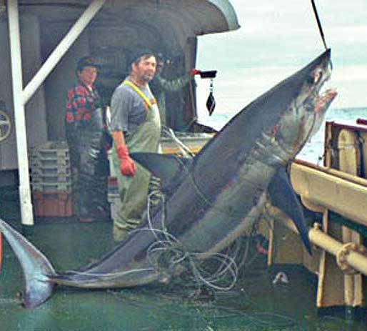 Акула, подвешенная на борту рыбацкого судна