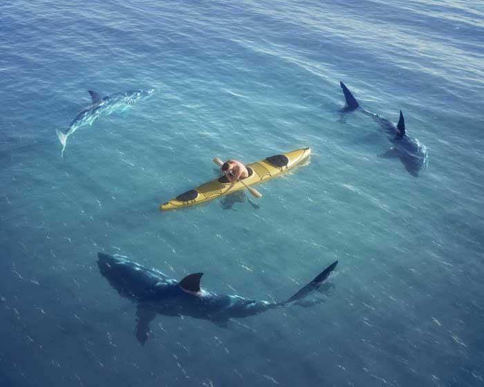 Акулы кружат вокруг человека
