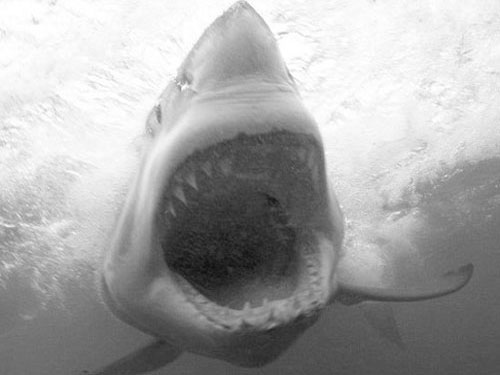 Нападения акул на людей, фото