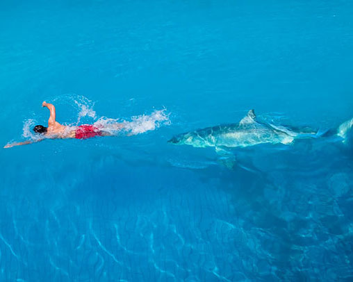 Акула преследует пловца