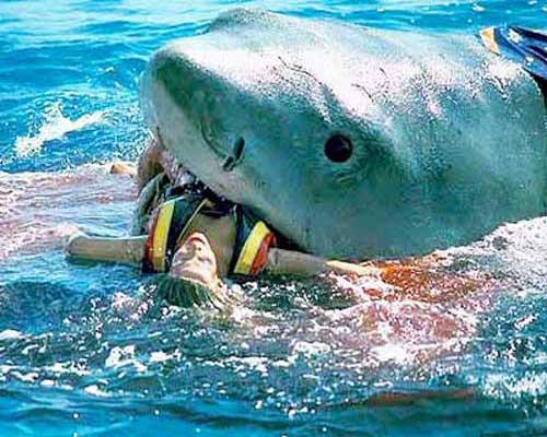 Нападения акул на людей