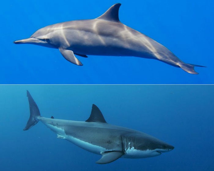 Акула и дельфин - внешний вид