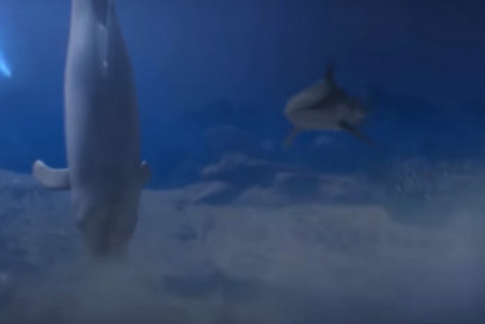 Акула нападает на дельфина
