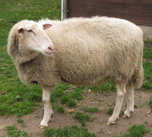 Домашняя овца, фото