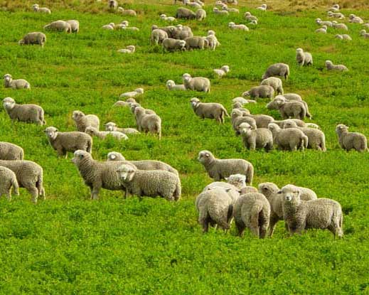 Стадо овец пасётся