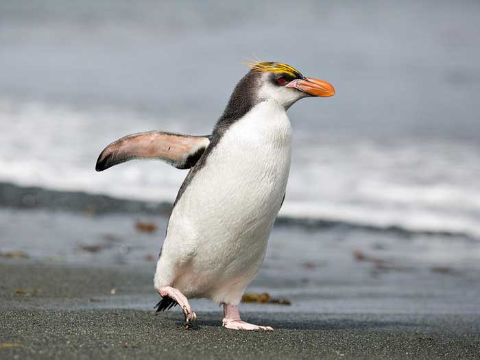 Пингвин Шлегеля, описание, фото