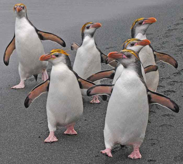 Группа пингвинов Шлегеля