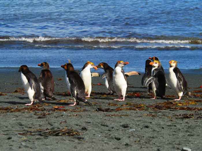 Пингвины Шлегеля у моря