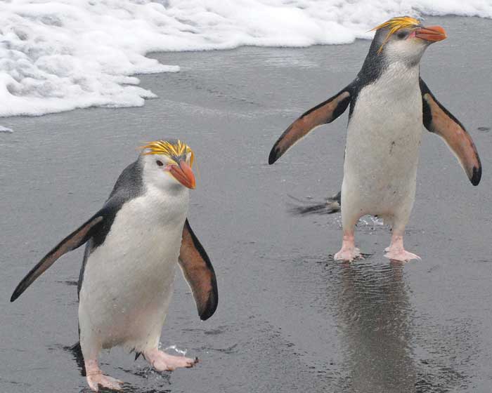 Два пингвина Шлегеля
